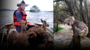 Проливные дожди затопили Австралию