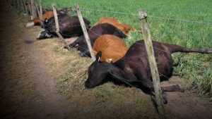 В Актюбинской области гибнет скот