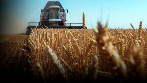 Квоты на экспорт зерна продлят до сентября
