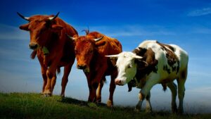 Жители СКО жалуются, что у них под видом бруцеллеза изымают скот
