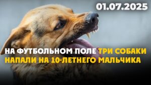 На футбольном поле три собаки напали на 10-летнего мальчика | 01.07.2025