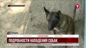 Спас ребёнка — стал ответчиком: хозяин собак хочет взыскать деньги с героя