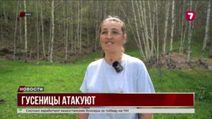 С нашествием гусениц непарного шелкопряда борются на востоке Казахстана