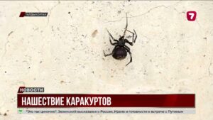 Ядовитые пауки заполонили районы Талдыкоргана