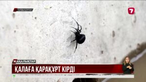 Талдықорғанда қарақұрт қаптады