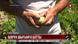 Сайрамдағы су тапшылығы: шаруалар шығынға батып жатыр
