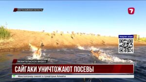 Сайгаки массово разрушают поля в Костанайской области