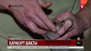 Атырау облысы Индер ауданында қарақұрт адамдарды шағып жатыр