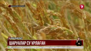 Қызылорда облысында 6 шаруа қожалығы суды заңсыз пайдаланған