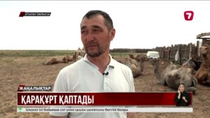 Қарақұрт қаптады: индерлік шаруалар малынан айырылып жатыр