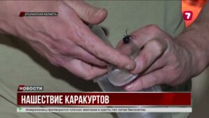 В Атырауской области — по-прежнему лютуют каракурты