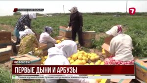 Ранний урожай бахчевых экспортируют в Россию