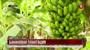 В Шымкенте открыли первую банановую рощу