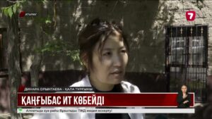 Атырауда бұралқы ит қаптады