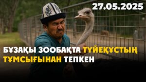 Бұзақы зообақта түйеқұстың тұмсығынан тепкен | 27.05.2025