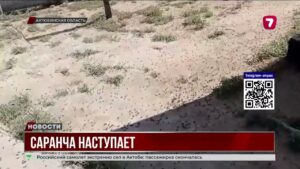 В Актюбинской области село Жылтыр страдает от нашествия саранчи