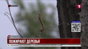 В Караганде гусеницы уничтожили листву сотен деревьев