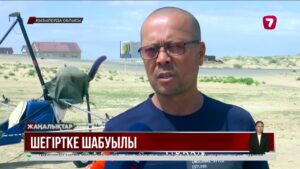 Шегіртке шөптің көбін отап тастаған