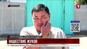 Жуки оккупировали пригороды Семея, нападают на людей