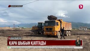 Жамбыл облысында қара шыбын қаптады