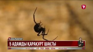 Шымкентте бес адамды қарақұрт шаққан