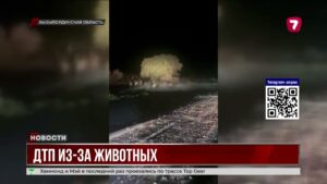 Коровы и верблюды стали угрозой на дорогах