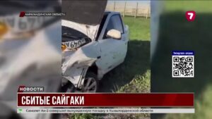 Авария с сайгаками: погибло десять животных