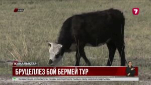 ШҚО-да тұрғындар мен төрт түліктен бруцеллез анықталған
