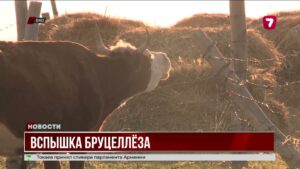 В ВКО с начала года выявлены вспышки бруцеллеза у людей и скота в трёх районах региона