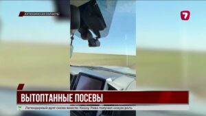 Миграция сайгаков привела к уничтожению пшеницы в Актюбинской области