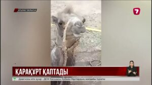 Индер ауданында қарақұрт қаптады