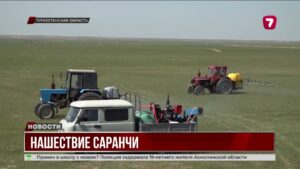 В РК началась борьба с нашествием саранчи