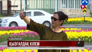 Қызғалдақтан кілем: Шымкентте қызғалдақтар гүлдеді