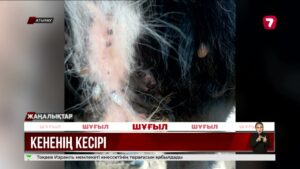 Атырау облысында кене қаптап кетті