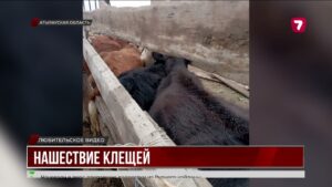 В Атырауской области клещи угрожают животным