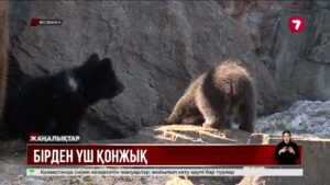 Өскемендегі мұражай-қорықта аю үш қонжық туды