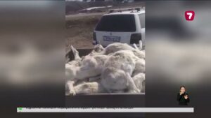 Ұлытау облысында үш мыңнан астам киіктің өлексесі табылды