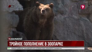 В зоопарке Усть-Каменогорска родилась тройня медвежат