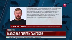 Массовая гибель сайгаков в Казахстане