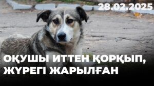 Ақтөбеде 1-сынып оқушысының өліміне ит себеп болуы мүмкін | 28.02.2025