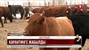 Ақтөбеде ірі қараға жұққан қауіпті дертке байланысты шектеу енгізілді