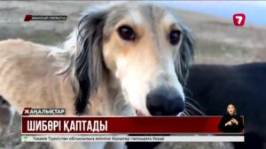 Жамбыл облысында шибөрілер қаптап, қорадағы малға қауіп төнді