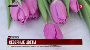 В Костанае вырастили 50 тыс. тюльпанов к 8 Марта