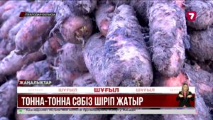 Қоймада тонна-тонна сәбіз шіріп жатыр @TheSevenNews​