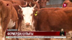 Қызылордада фермерлер жалған құжат жасап, 150 млн теңге заңсыз субсидия алған @TheSevenNews​