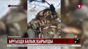 Ақтөбе облысының Ырғыз ауданында балық қырылды @TheSevenNews​