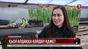 Ерлі-зайыптылар 8 наурызға 50 мыңнан астам қызғалдақ өсірді @TheSevenNews​