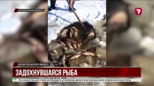 Массовая гибель рыбы в Актюбинской области: возможен замор @TheSevenNews​