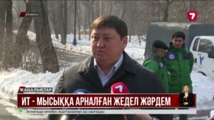 Қаңғыбас ит-мысыққа арналған жедел жәрдем қызметі іске қосылды @TheSevenNews​