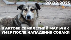 В Актобе семилетний мальчик умер после нападения собаки | 28.02.2025